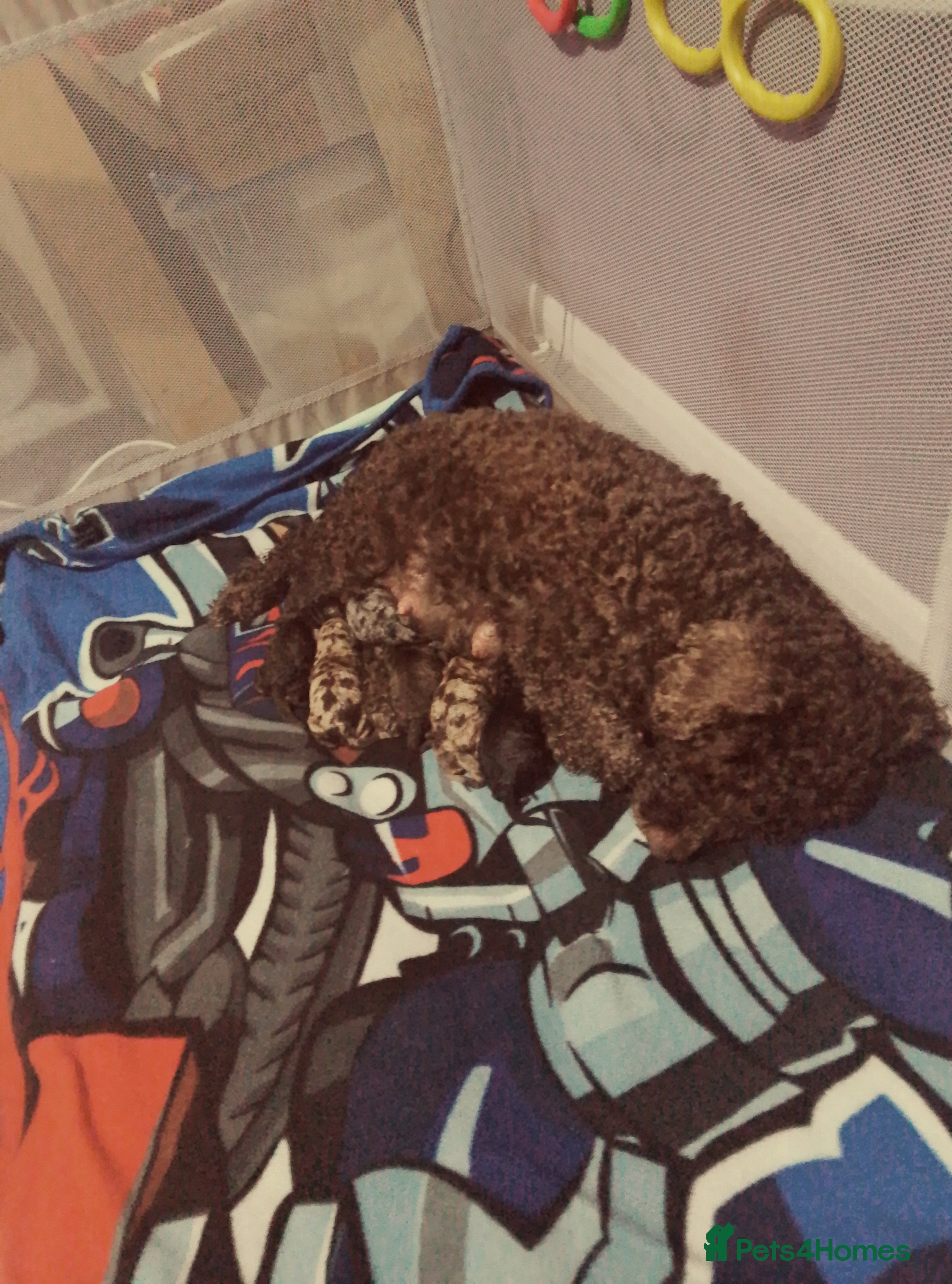 Cockapoo dogs 5 f1b miniature cockapoos  - Advert 1