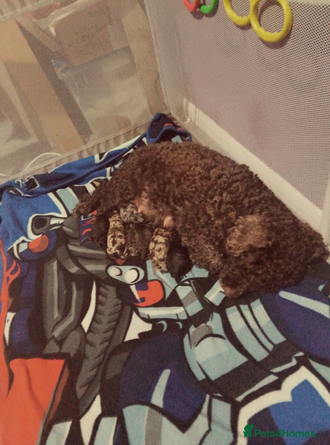 Cockapoo dogs for sale: 5 f1b miniature cockapoos  - Advert 1