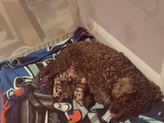 Cockapoo dogs 5 f1b miniature cockapoos - Advert 1