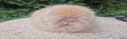 Angora rabbits for sale: ❤️STUNNING IMPORTED PARENTS- TEDDYDWERG BABIES❤️ - Advert 9