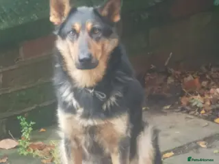 German Shepherd dogs German Shepherd - Advert 1