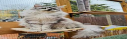 Maine Coon cats for sale: Champions- Bloodline Purebred Maine Coon Kittens - Advert 9