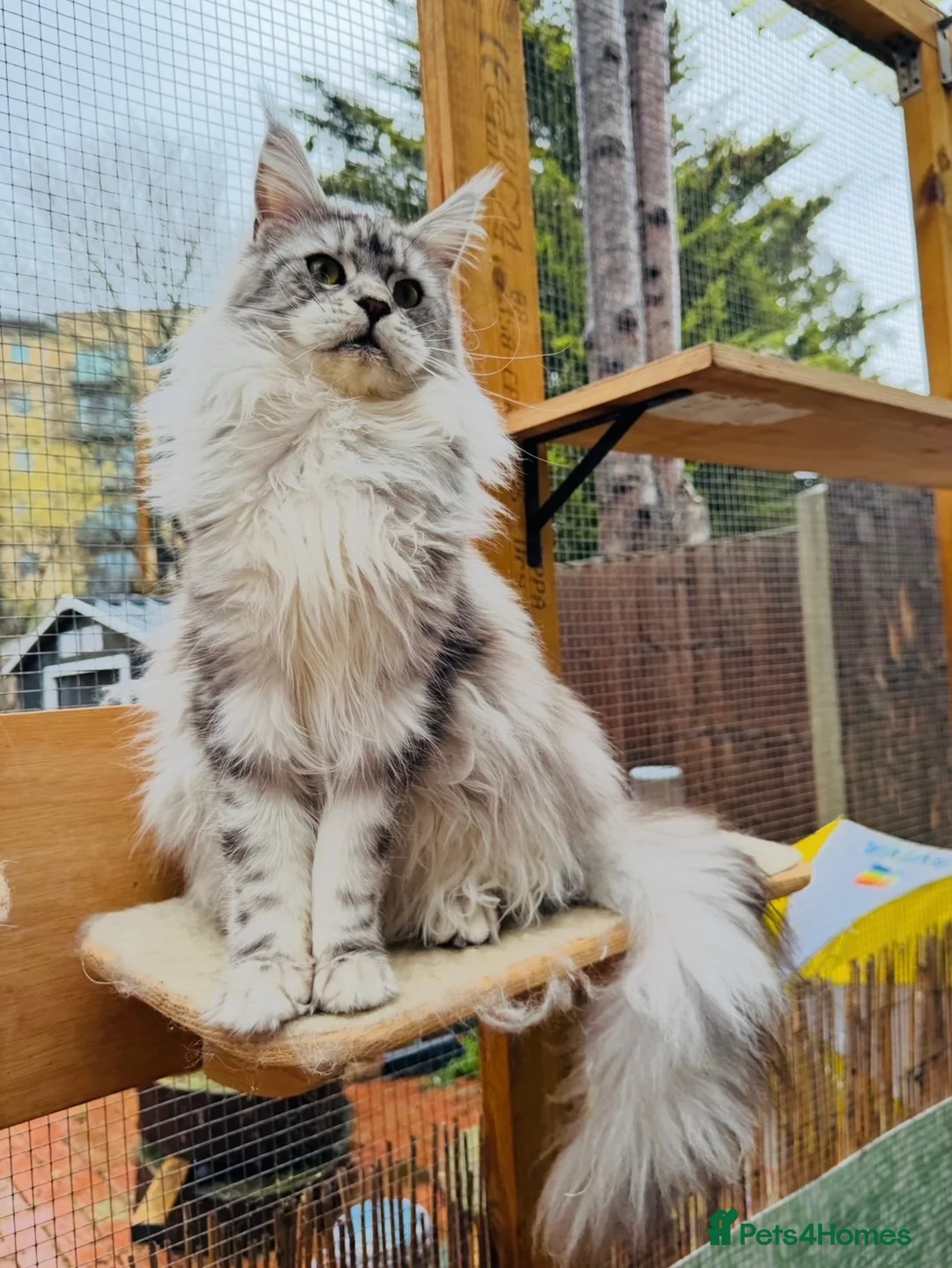 Maine Coon cats for sale: Champions- Bloodline Purebred Maine Coon Kittens - Advert 9
