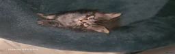 Maine Coon cats for sale: Stunning maine coon. Kittens 4 boys 1 girl  - Advert 8