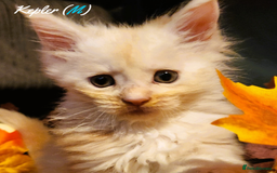 Maine Coon cats for sale: TICA Registered Kittens for Sale  - Image 17