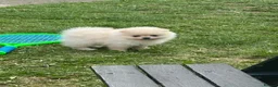 Pomeranian dogs for sale: Beautiful Pomeranian Puppies – 2 Girls & 1 Boy – - Advert 7