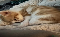 Mixed Breed cats for sale: 4 beautiful loving boys 🩵 - Image 9