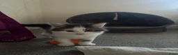 British Shorthair cats for sale: 4 Fluffy kittens  in Newport - Advert 25