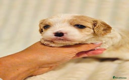 Cavapoo dogs for sale: Adorable Cavapoo Pups fully health tested parents - Image 28