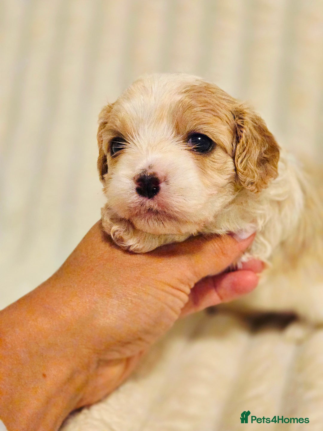 Cavapoo dogs for sale: Adorable Cavapoo Pups fully health tested parents - Image 28