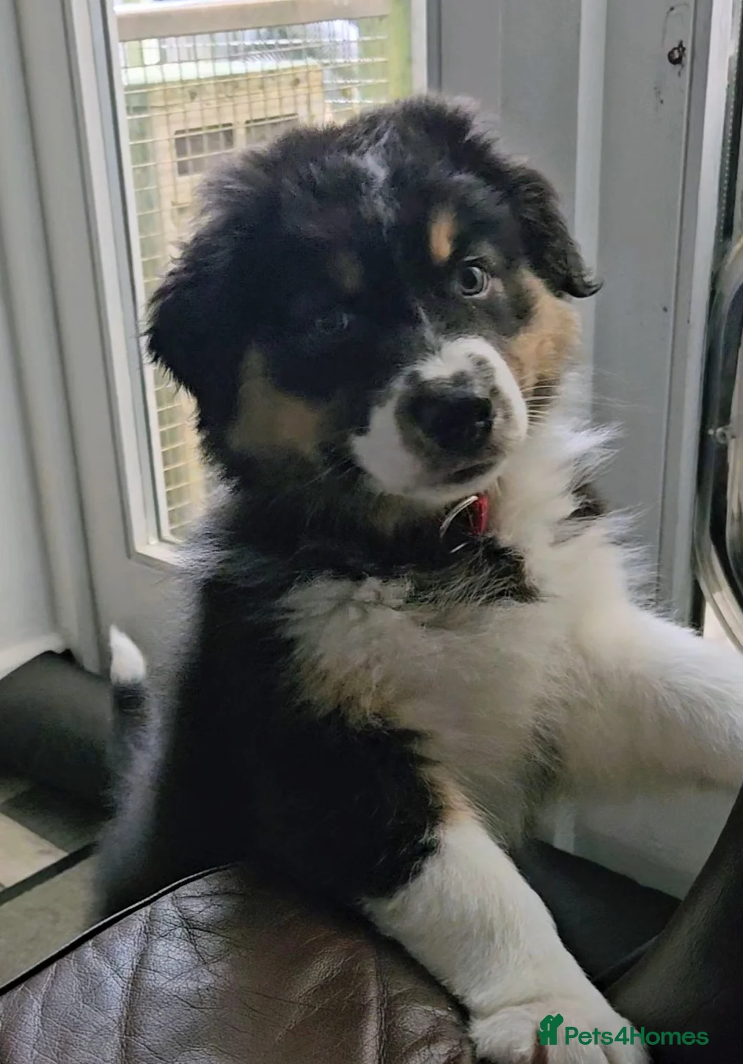 Australian Shepherd dogs for sale: Australian shepard - Advert 5