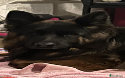 German Shepherd dogs for sale: Stunning Pedigree German Shepherd Puppies - Image 31