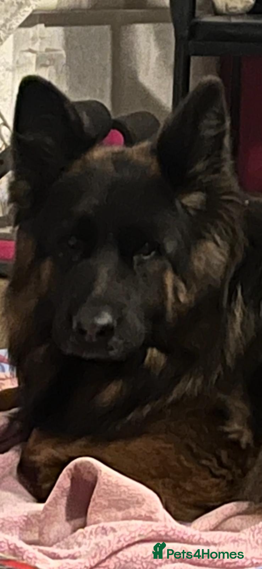 German Shepherd dogs for sale: Stunning Pedigree German Shepherd Puppies - Image 31