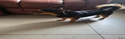 Chiweenie dogs for sale: Lovely 3 year old Diego for Rehoming 🐾💙 - Advert 5