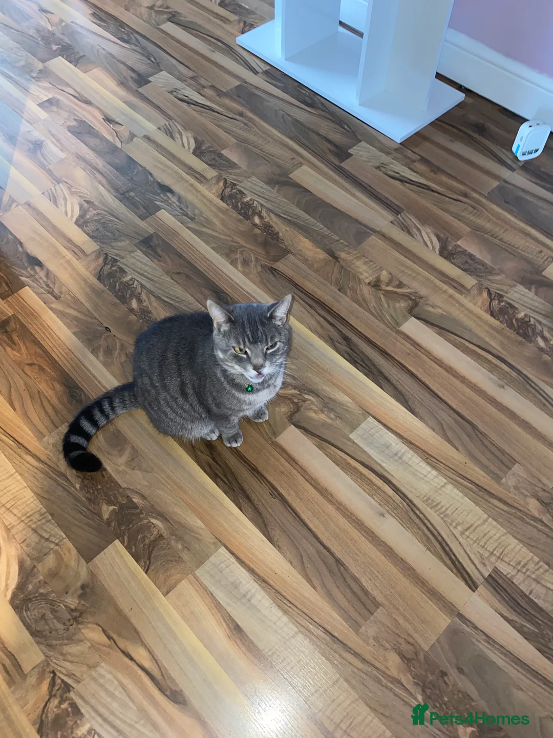 Mixed Breed cats for sale: Tommy - Advert 3