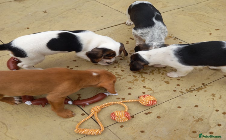 Beagle dogs - Advert 1
