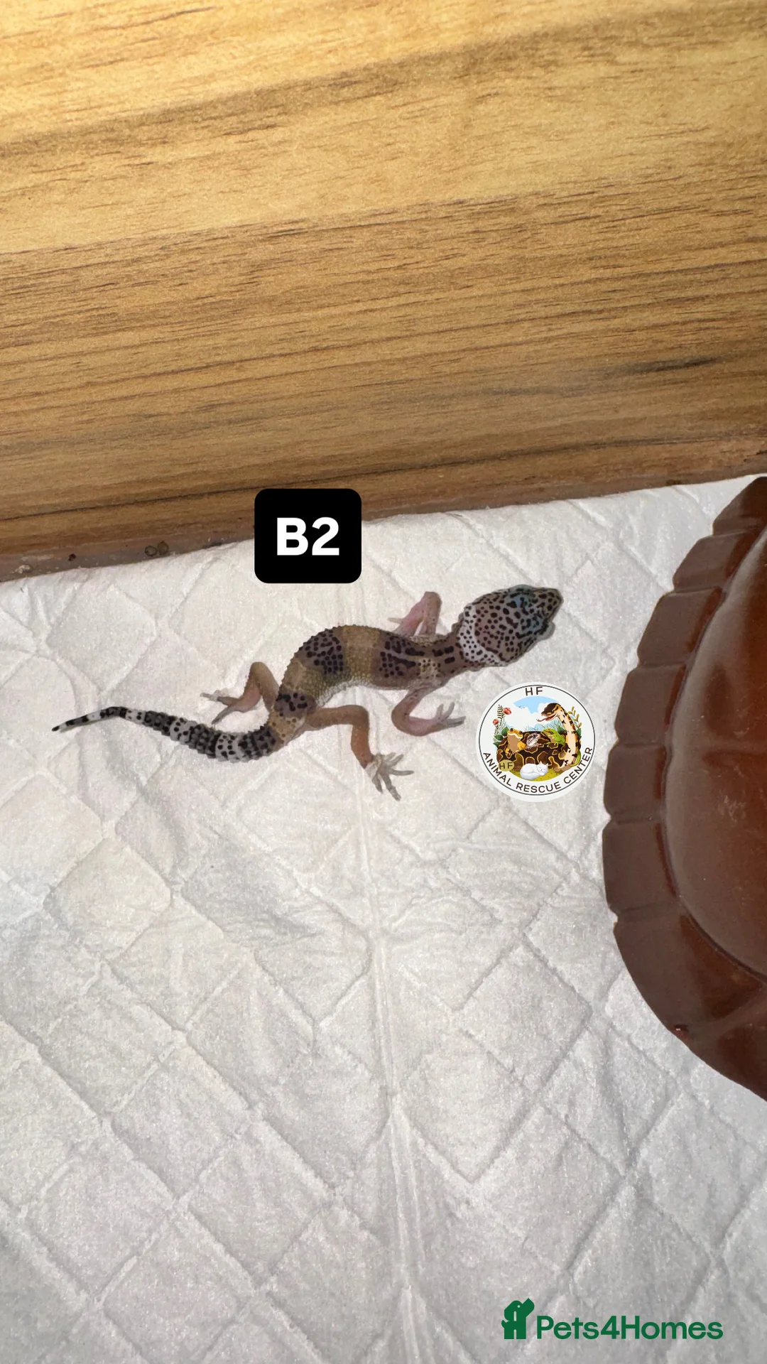Leopard Gecko reptiles for sale: crested & leopard geckos - possible a full setup  - Advert 6