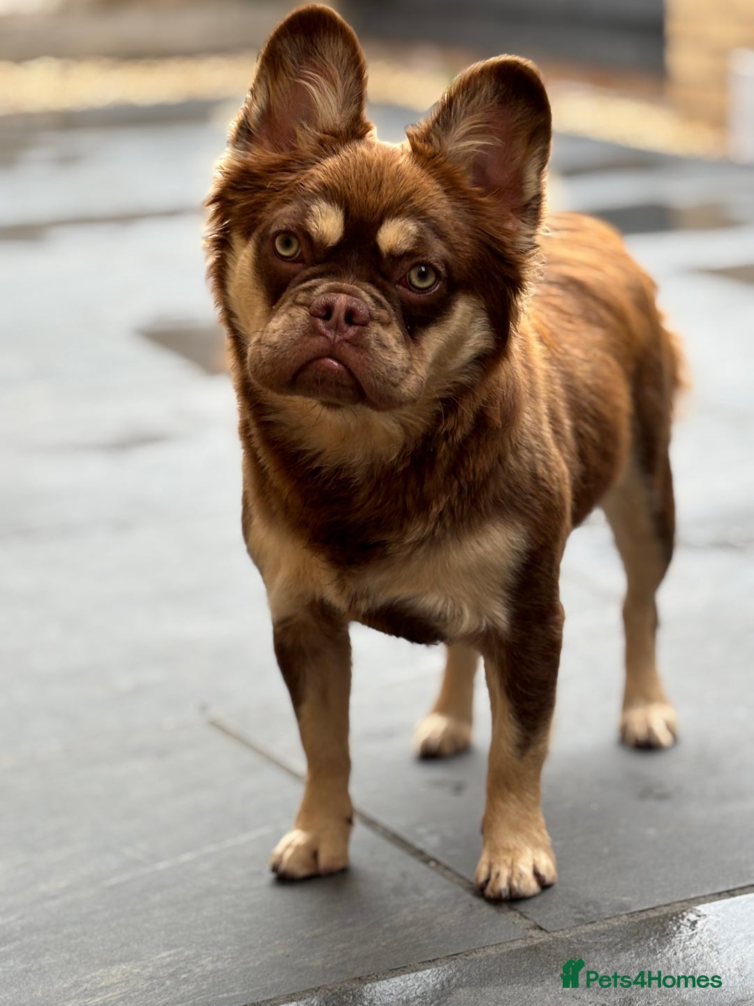 French Bulldog dogs for sale: Rojo & tan visual fluffy French bulldog  in Lowestoft - Image 9