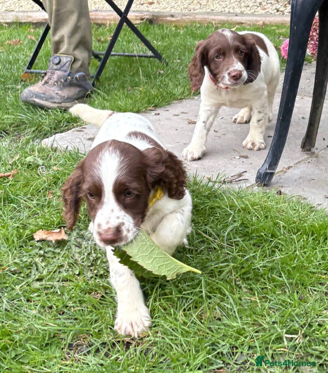 English Springer Spaniel dogs for sale: GAMEKEEPER BRED SPRINGER SPANIEL PUPS - Image 32