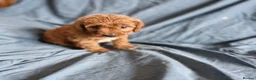 Cavapoo dogs for sale: Cavapoo puppies  - Advert 7