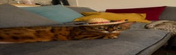 Bengal cats for sale: Lovely Bengal Cat for indoor home.  - Advert 7