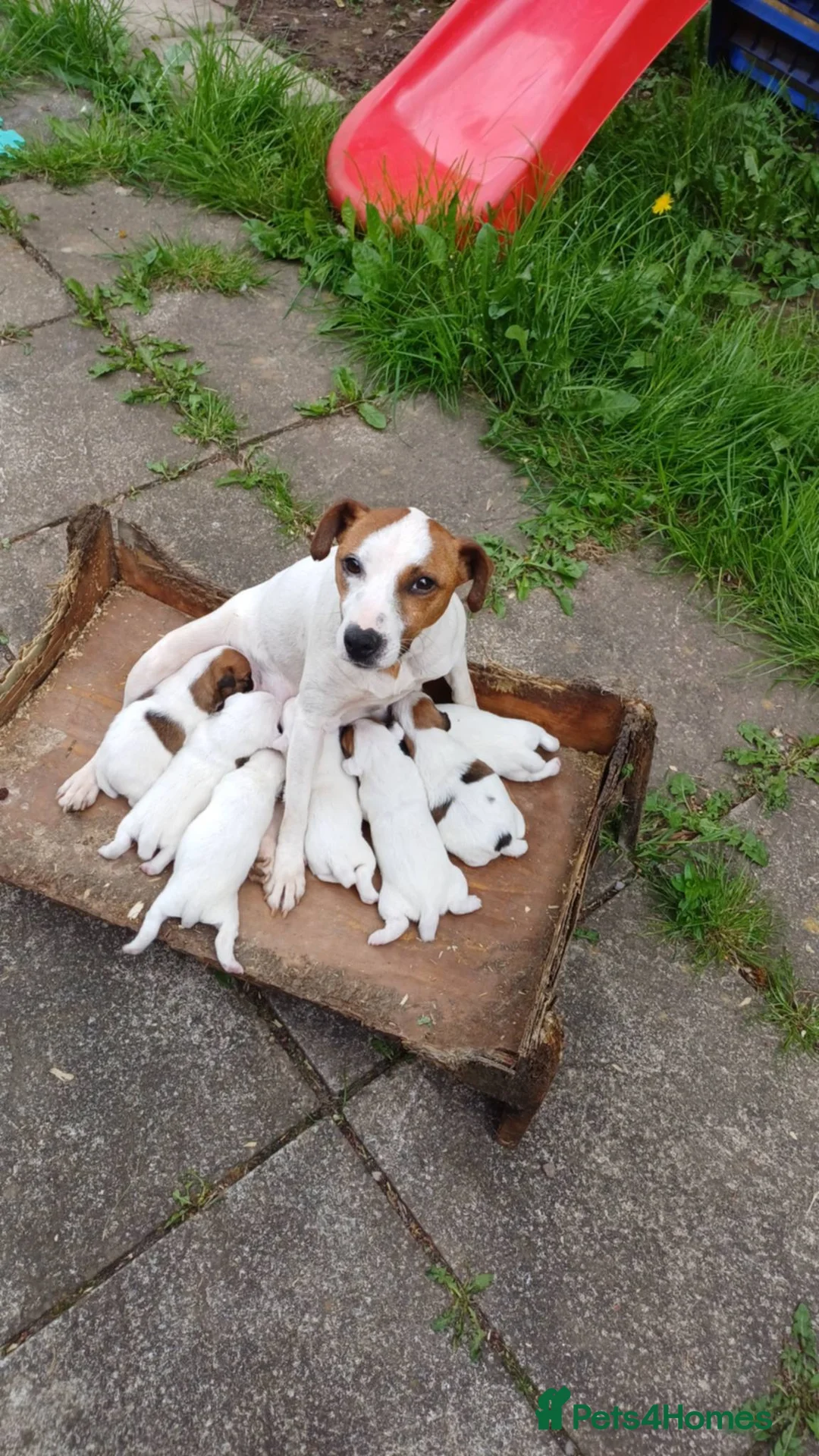 Jack Russell dogs for sale: Jack Russel pup - Advert 8