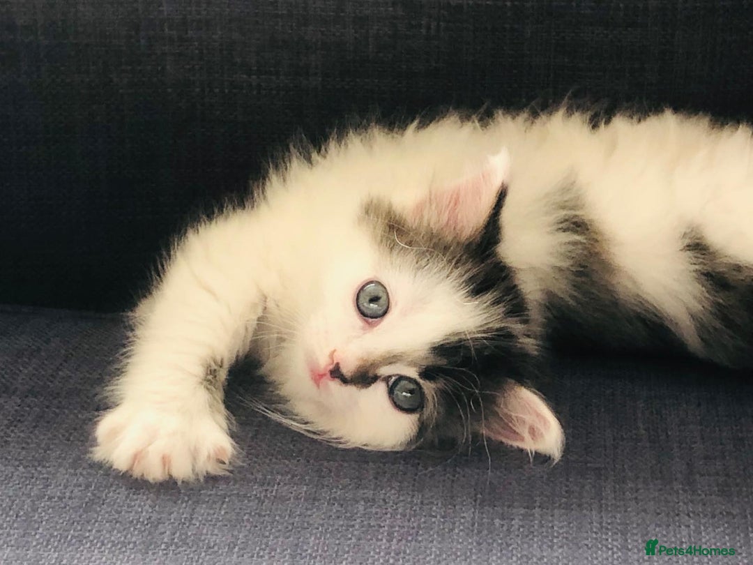 Mixed Breed cats for sale: Rare Ragdoll × Norwegian Forest kittens - Image 18