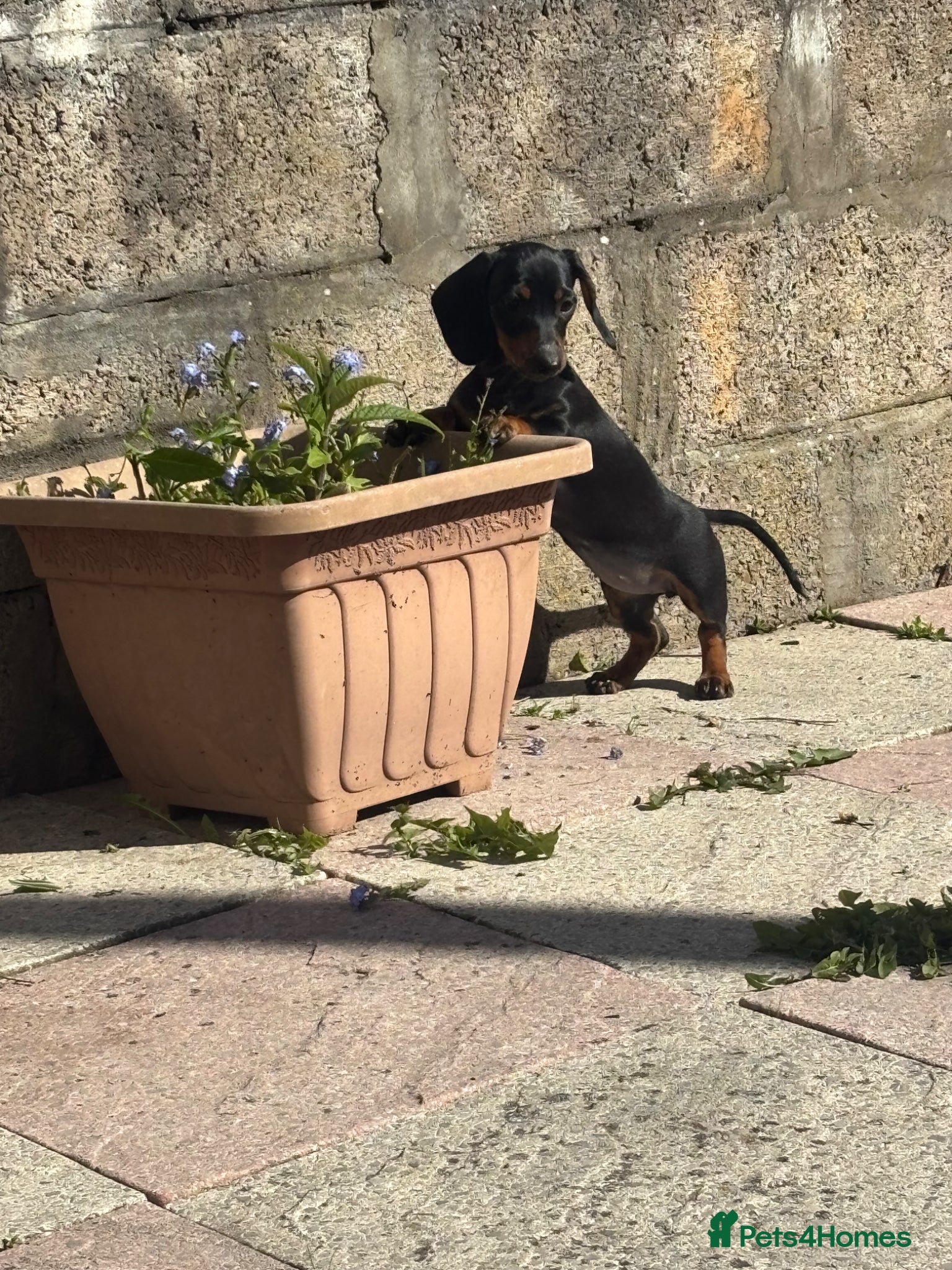 Miniature Dachshund dogs Mini smooth haired dachshund girl  - Advert 10