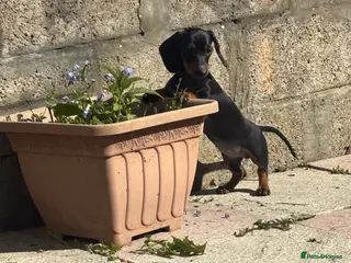 Miniature Dachshund dogs Mini smooth haired dachshund girl - Advert 10