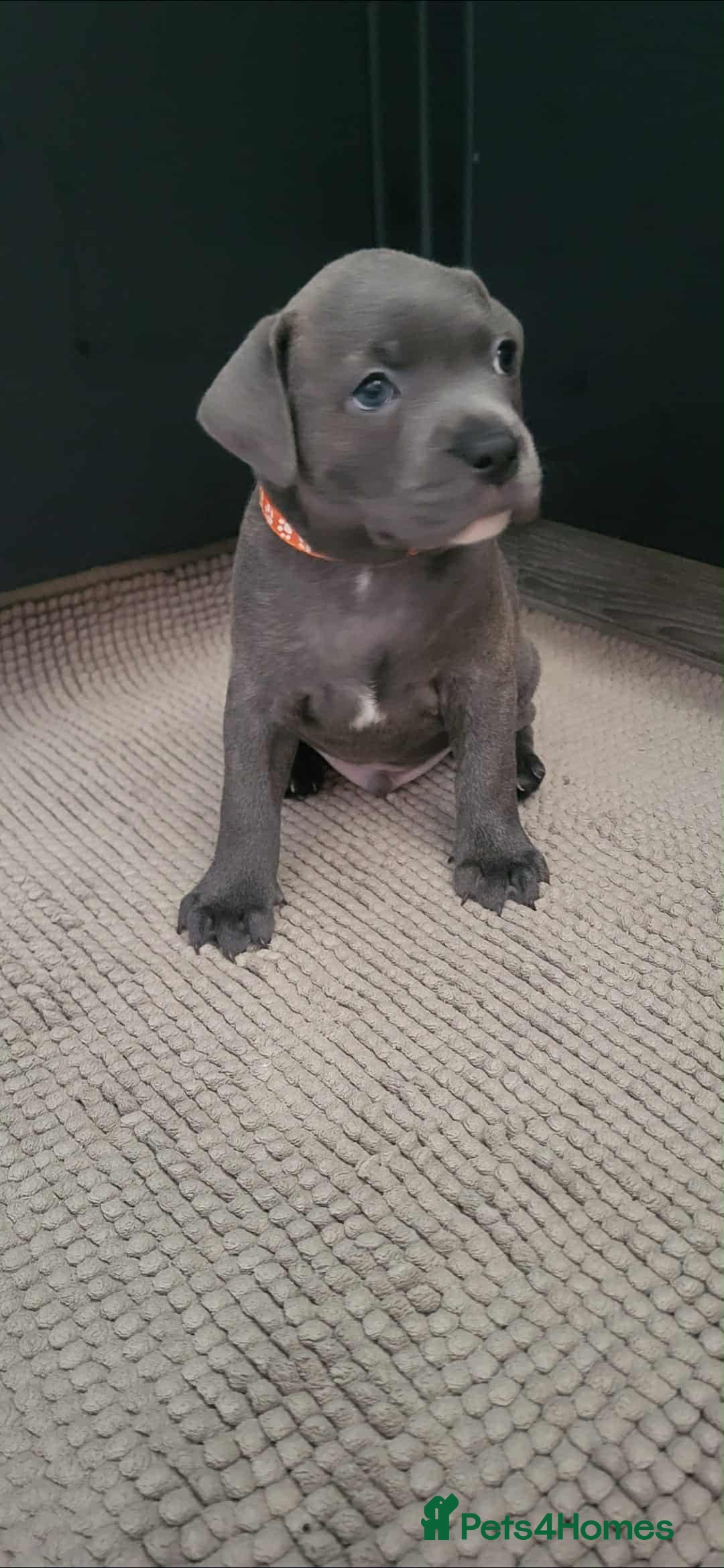 Staffordshire Bull Terrier dogs for sale: Staffordshire Bull Terrier Puppies- Ready Soon! - Image 8