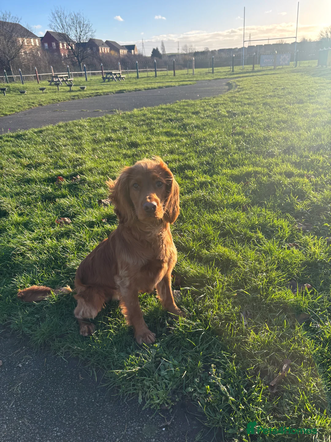 Cocker Spaniel dogs for sale: Teddy in Castleford - Advert 3