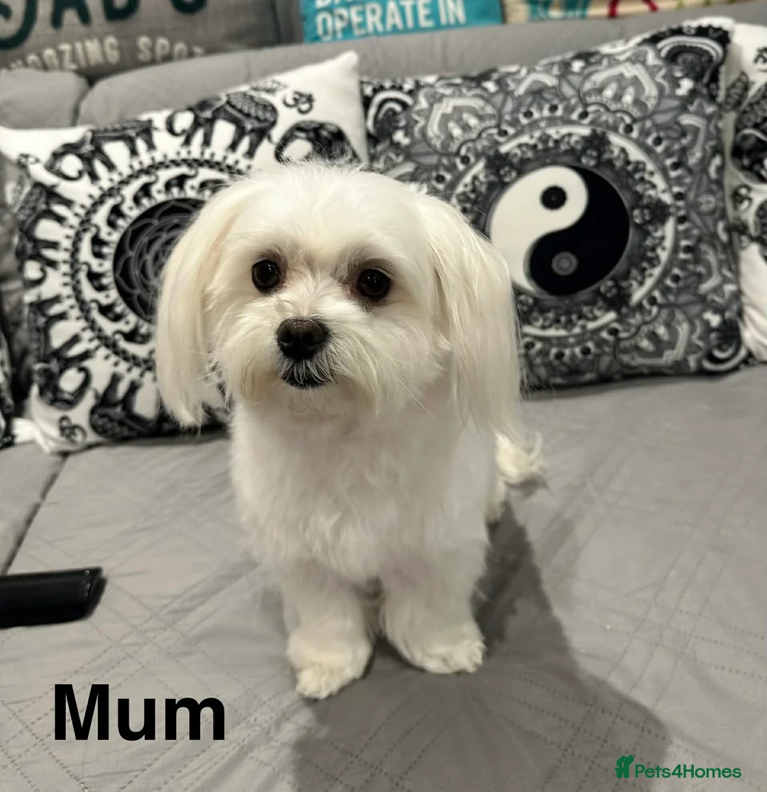 Morkie dogs for sale: Morkies in Liverpool - Advert 2