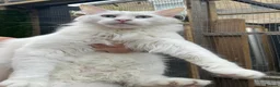 Maine Coon cats for sale: Maine coon cross boy kittens - Advert 24