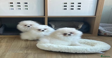 Pomeranian dogs - Advert 12