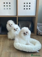 Pomeranian dogs - Advert 7
