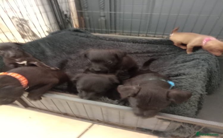 Patterdale Terrier dogs - Advert 2