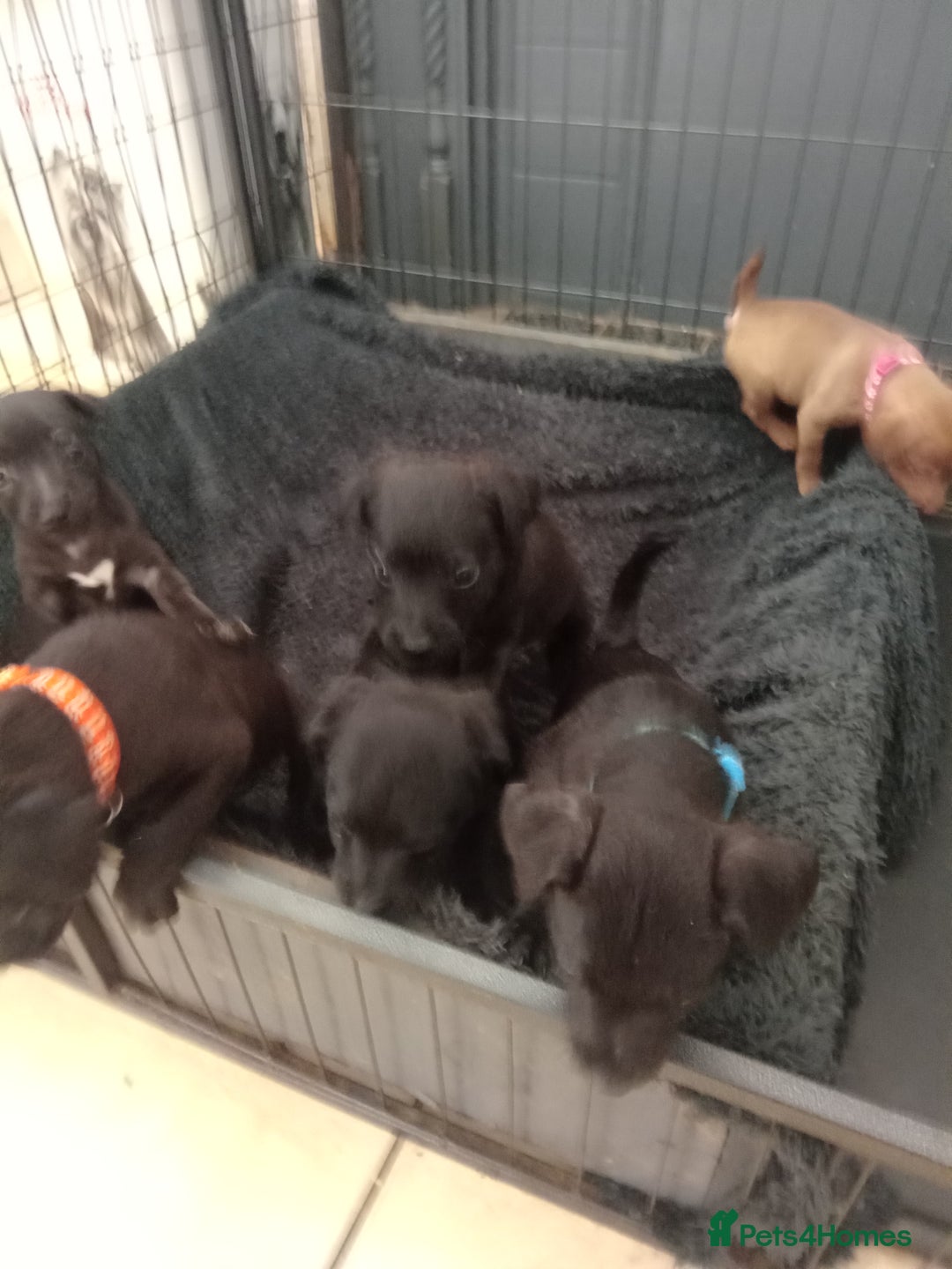 Patterdale Terrier dogs for sale: Patterdale pups for sale ready now - Image 1