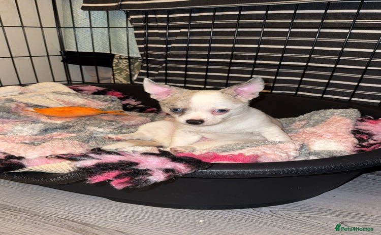 Chihuahua dogs - Advert 9