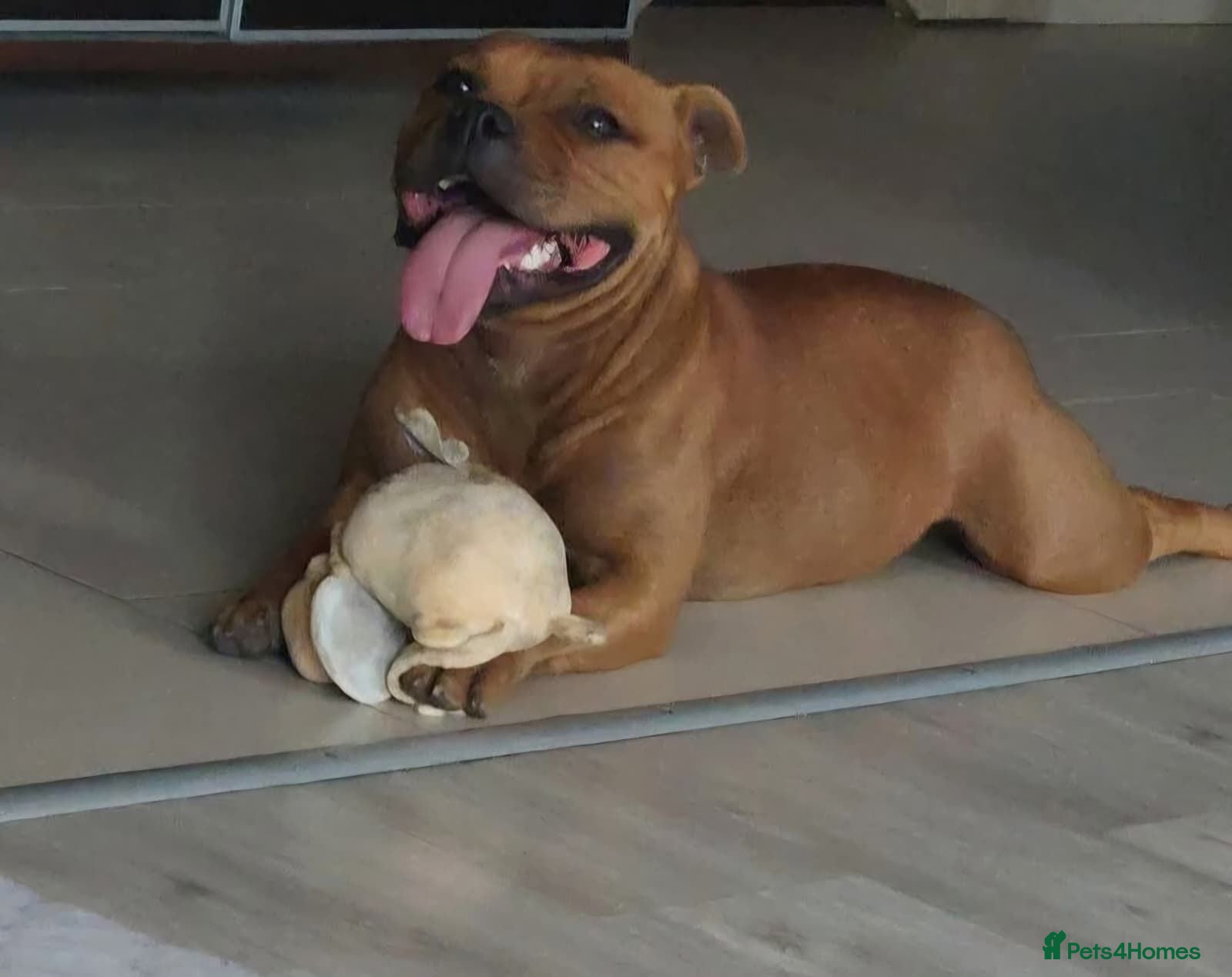 Staffordshire Bull Terrier dogs Top Quality KC Reg Red Staffordshire Bull Terrier - Advert 1