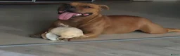 Staffordshire Bull Terrier dogs for sale: Top Quality KC Reg Red Staffordshire Bull Terrier in Manchester - Advert 1