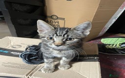 British Shorthair cats for sale:  4 Lovely Little One's - Image 3