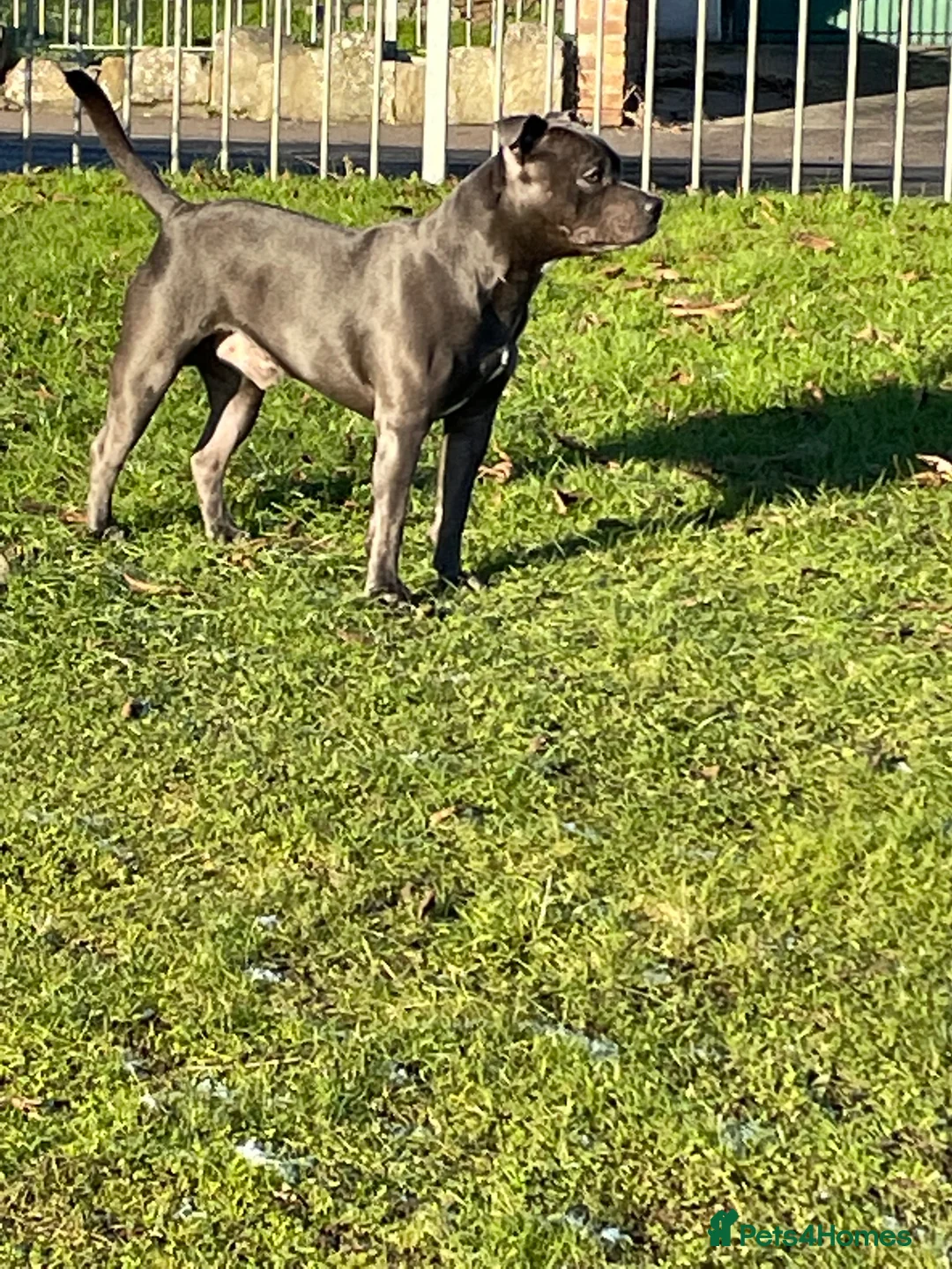 Staffordshire Bull Terrier dogs for stud: KC REGISTERED STUD DOG STAFFORDSHIRE BULL TER BLUE in Kirkcaldy - Advert 10