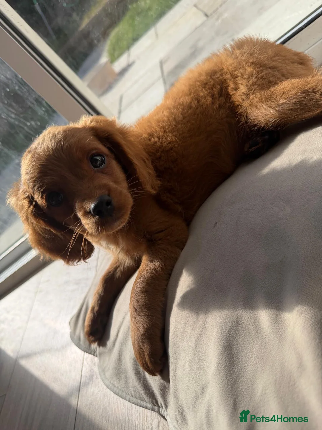 Cavapoo dogs for sale: £1600 Toy Asian Cavapoo 1 boy left - Advert 1