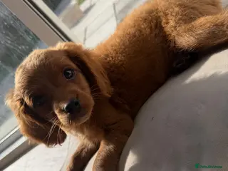 Cavapoo dogs £1750 Toy Asian Cavapoo 1 boy left - Advert 16