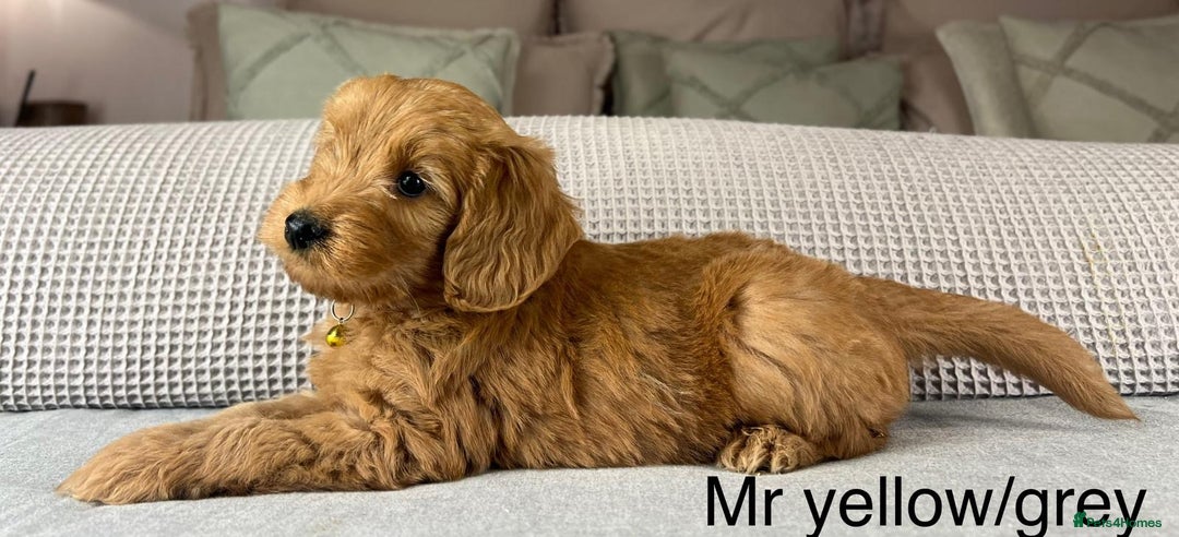 Goldendoodle dogs for sale: Hereditary clear mum. Fully hip elbow and DNA Dad. - Image 28