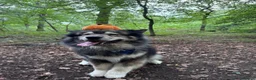 Mixed Breed dogs for stud: BUDDY BARTLETT 🐺🐾 - Advert 4