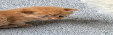 Ginger Girl