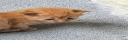 Mixed Breed cats for sale: Cute mixed breed kittens in Sheffield - Advert 6