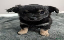 Chorkie dogs for sale: Chorkie babies  - Image 7