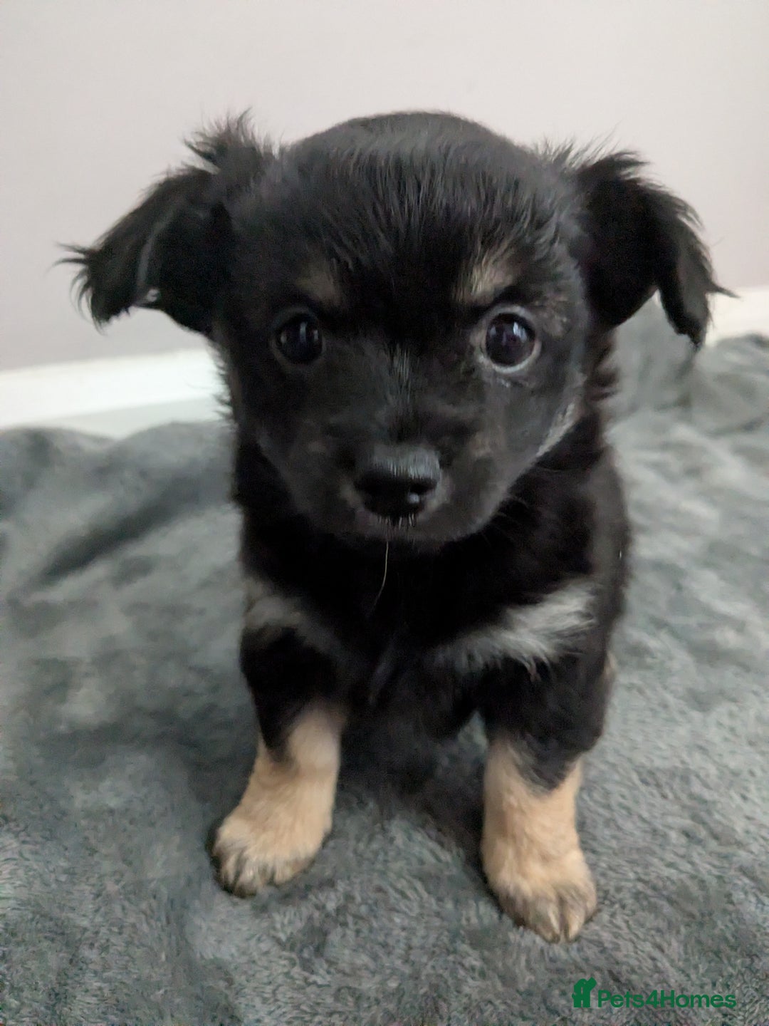 Chorkie dogs for sale: Chorkie babies  - Image 7